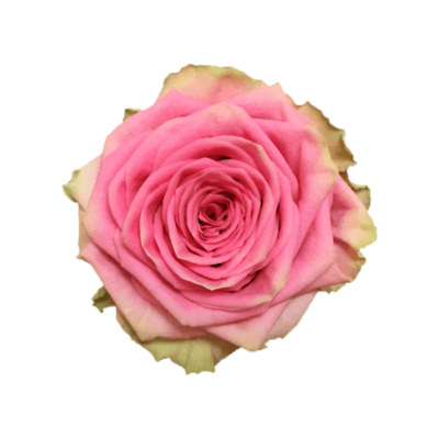 Роза садовая Xflora SUZY Q PINK  