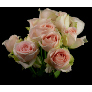 Роза кустовая Xflora Tender blossomsSP 15 Pink