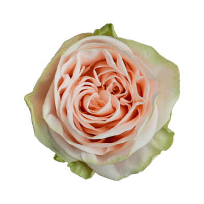 Роза садовая Xflora WEDDING ROSE PINK  