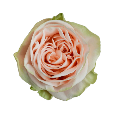 Роза садовая Xflora WEDDING ROSE PINK  