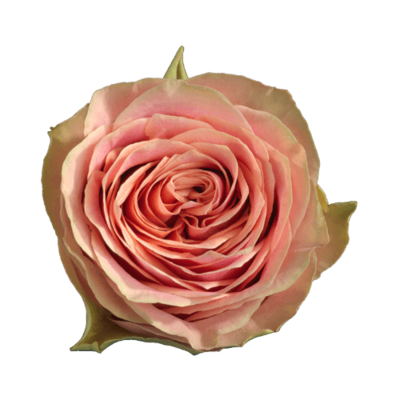 Роза садовая Xflora WILD LOOK PINK  