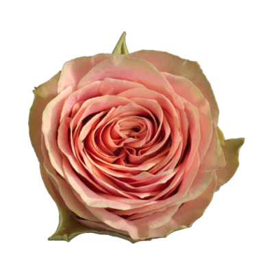Роза садовая Xflora WILD LOOK PINK  