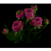 Роза кустовая Xflora Wild moments SP 23 rose Lilac