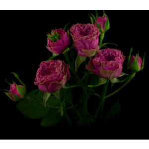 Роза кустовая Xflora Wild moments SP 23 rose Lilac