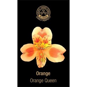 Альстромерия Orange Queen 
