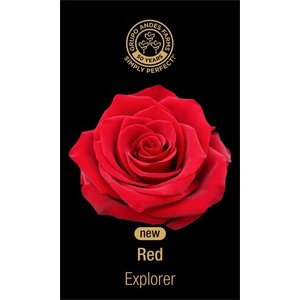 Роза Zarina Explorer 