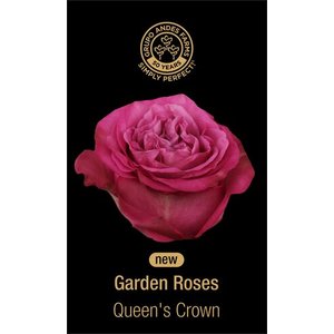 Роза Zarina Queen s Crown 