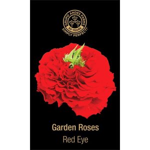 Роза Zarina Red Eye 