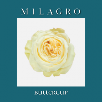 Роза Buttercup (el Milagro)