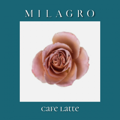 Роза Cafe Latte (el Milagro)