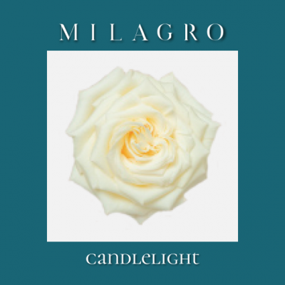 Роза Candlelight (el Milagro)