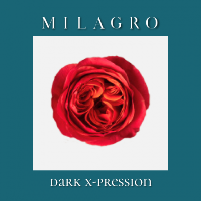 Роза Dark X-Pression (el Milagro)