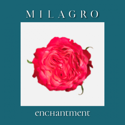 Роза Enchantment (el Milagro)