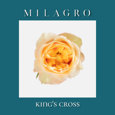 Роза King's Cross (el Milagro)