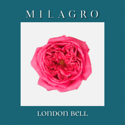 Роза London Bell (el Milagro)