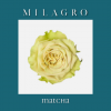 Роза Matcha (el Milagro)