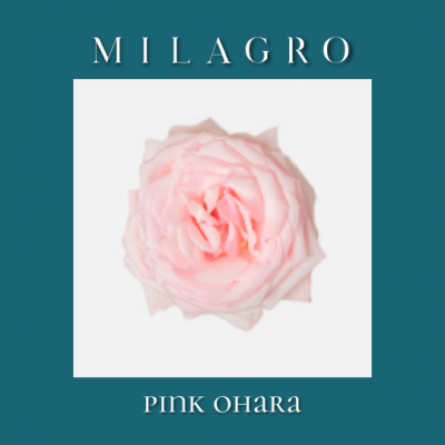 Роза Pink Ohara (el Milagro)