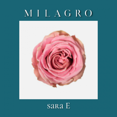 Роза Sara E (el Milagro)