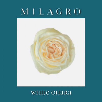 Роза White Ohara (el Milagro)