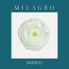 Ранункулюс Bianco (el Milagro)