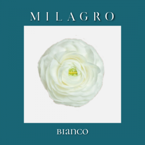 Ранункулюс Bianco (el Milagro)