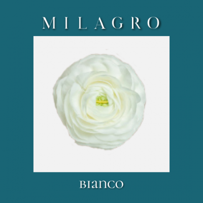 Ранункулюс Bianco (el Milagro)