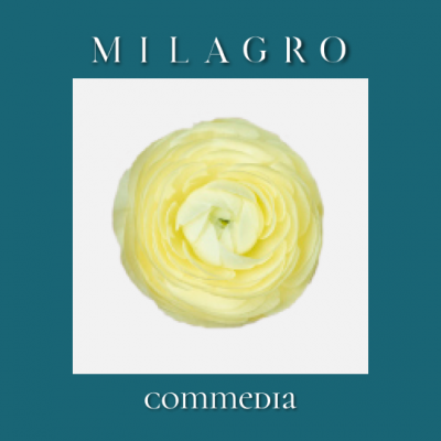 Ранункулюс Сommedia (el Milagro)