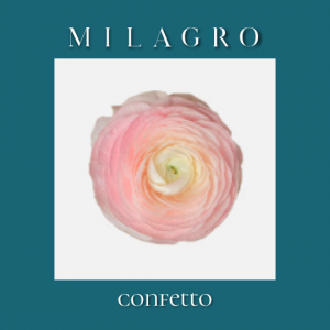 Ранункулюс Confetto (el Milagro)