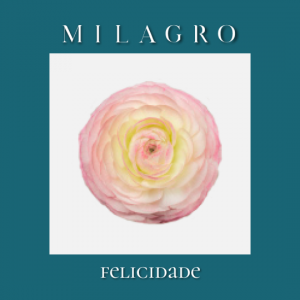 Ранункулюс Felicidade (el Milagro)