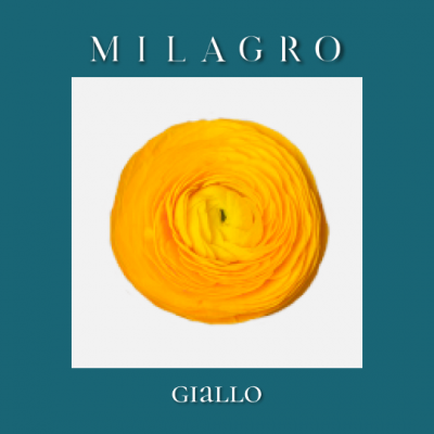 Ранункулюс Giallo (el Milagro)