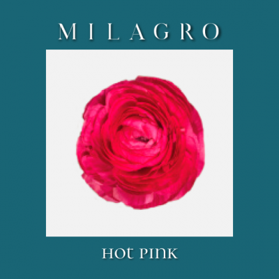 Ранункулюс Hot Pink (el Milagro)