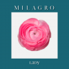 Ранункулюс Lady (el Milagro)