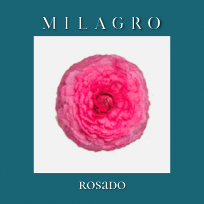 Ранункулюс Rosado (el Milagro)