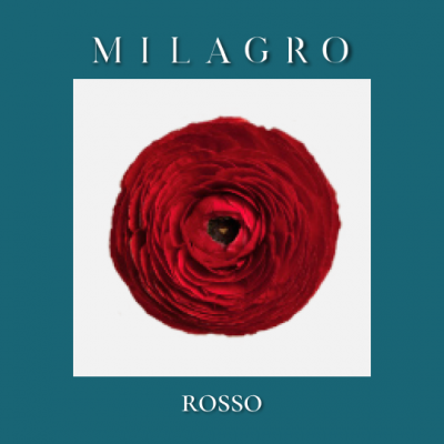 Ранункулюс Rosso (el Milagro)