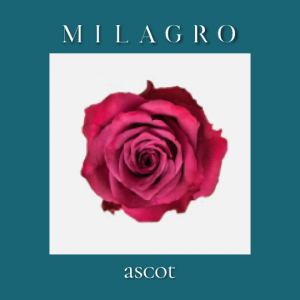 Роза Ascot (el Milagro)