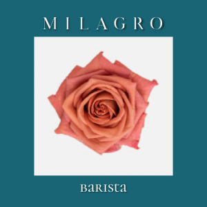 Роза Barista (el Milagro)