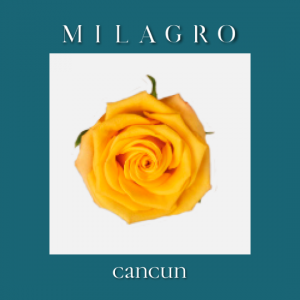 Роза Cancun (el Milagro)