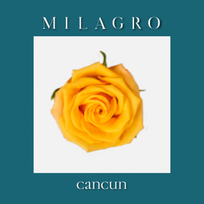 Роза Cancun (el Milagro)