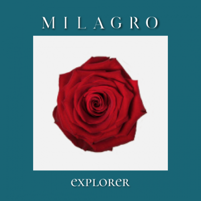 Роза Explorer (el Milagro)