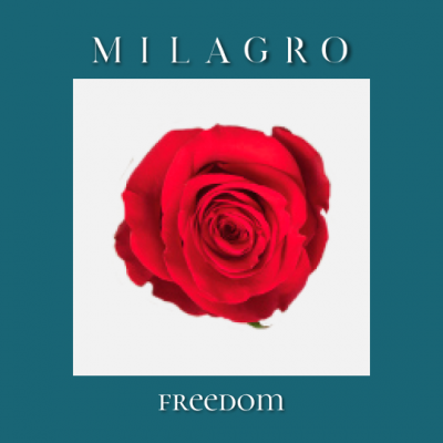 Роза Freedom (el Milagro)