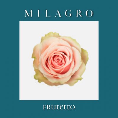 Роза Frutetto (el Milagro)