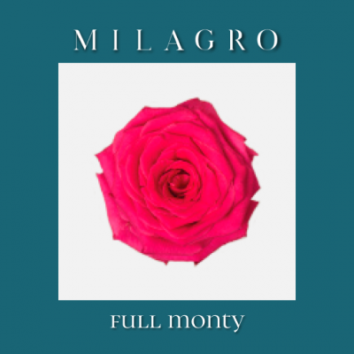 Роза Full monty (el Milagro)