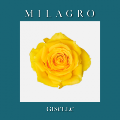 Роза Giselle (el Milagro)