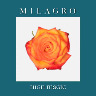 Роза Hign Magic (el Milagro)