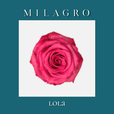 Роза Lola (el Milagro)