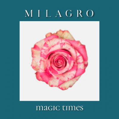 Роза Magic Times (el Milagro)