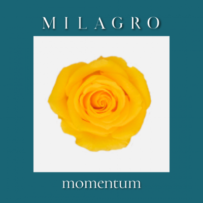 Роза Momentum (el Milagro)