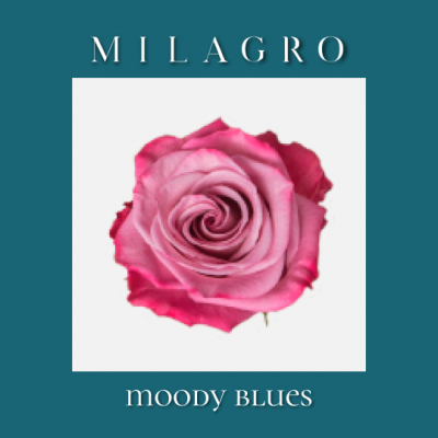 Роза Moody Blues (el Milagro)