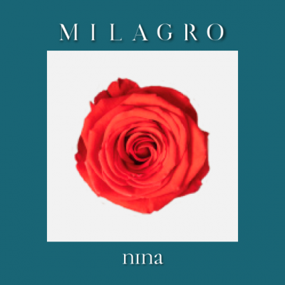 Роза Nina (el Milagro)