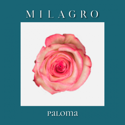 Роза Paloma (el Milagro)